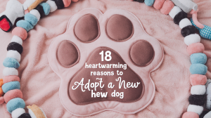 18 Heartwarming Reasons to Adopt a New Dog